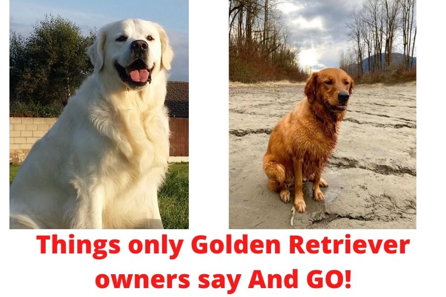 Things only Golden Retriever owners say, golden retriever memes, Golden Retriever,